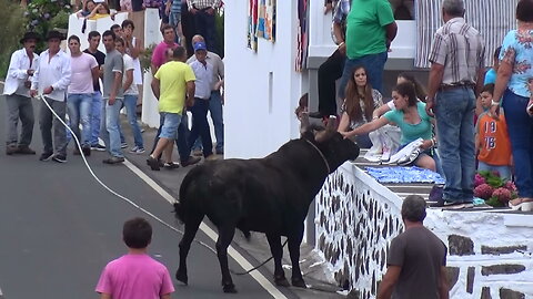 Tourada HF - Ribeira Manuel Vieira 2015 - Ilha Terceira - Açores