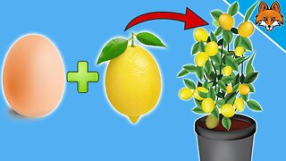 Egg + LEMON - How to grow lemon tree from seed - incredible trick 🍋💥