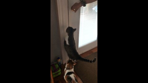 Cat meet glass