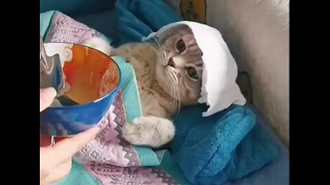 Funny sick cat ,,eating soup,viral,cute ,