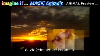 MAGIC Animals Teaser