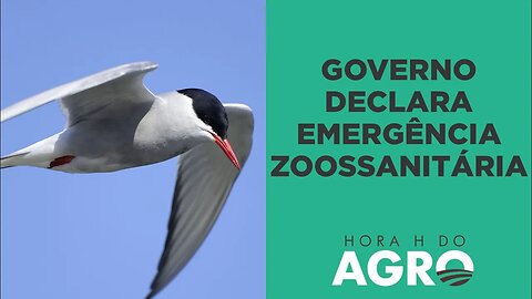 Governo declara emergência zoossanitária após 8 casos de gripe aviária | HORA H DO AGRO