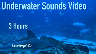 Escape Reality With 3 Hours Of Underwater Sounds Video