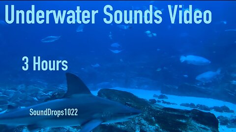 Escape Reality With 3 Hours Of Underwater Sounds Video