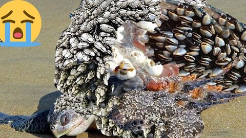 Removing Barnacles From Sea Turtles, The Worst Barnacles Cases Documentary