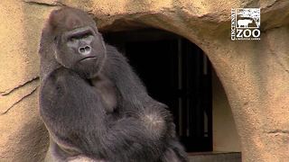 Mshindi in Gorilla World