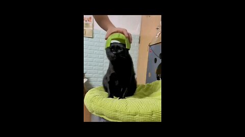 cats funny hat