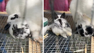 Nursing bunny gets pushed out of the way by sibling | ADORABLE BABY RABBITS