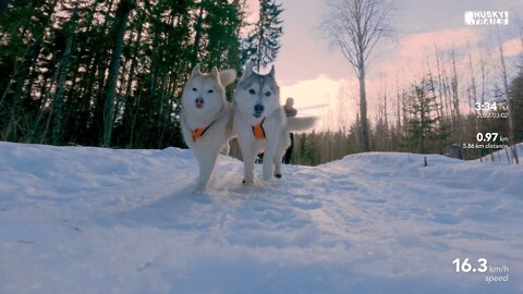 Husky Dog sledding: Sörvigge - Sweden (2022/03/02)