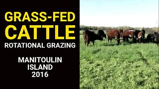 Grass-Fed Cattle Rotational Grazing Manitoulin Island 2016