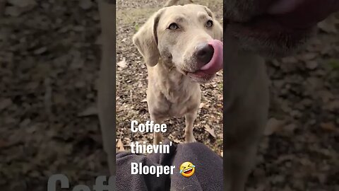 Bloopers and coffee thieves #bloopers #coffeethief #crazydogs