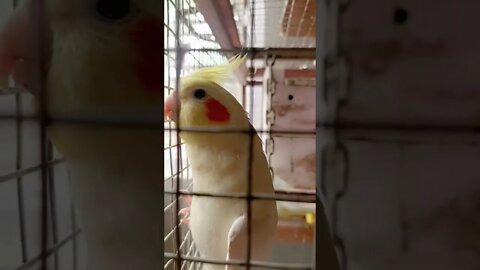 cocktail parrot video, cute cocktail, pet cocktail, budgies care,