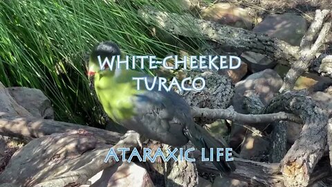 Sounds of the White cheeked Turaco