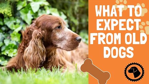 What To Expect with Senior Dogs as the Reach Old Age | DOG PRODUCTS 🐶 #BrooklynsCorner