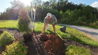 Found a tree at the dump | Let’s plant it!!