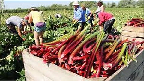 Awesome Red Vegetable Farm To Harvest - Plant vegetables in the dark - Rhubarb Cultivation