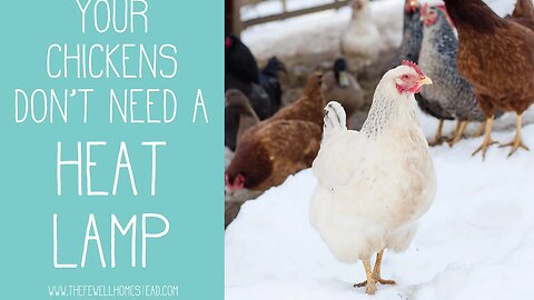 Your Chickens Don't Need a Heat Lamp!