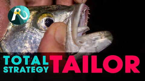 TAILOR - Bluefish - Shad - MASTERCLASS (Beach Fishing with Bait)