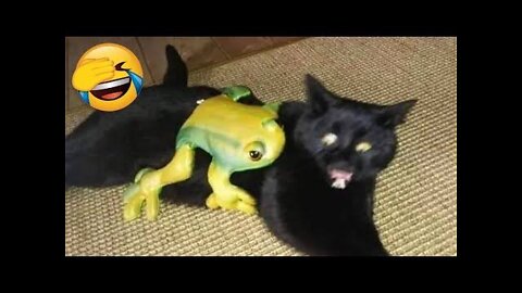 😇 Laugh non-stop with these funny cats 😹 - Funniest Cats Expression Video 😇 - Funny Cats Life