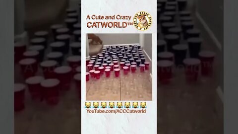 It’s the Cat Brigade vs. a Cup Maze, and GUESS WHO WON? 🥤😹 (#168) #Shorts