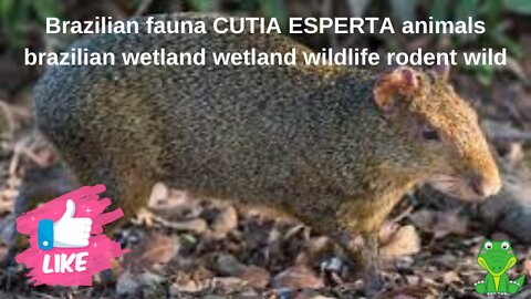 Brazilian fauna CUTIA ESPERTA animals brazilian wetland wetland wildlife rodent wild