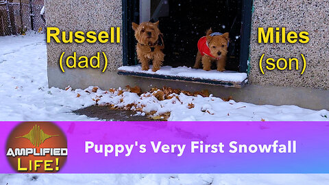Puppy Experiences First Ever Snowfall With His Dad!