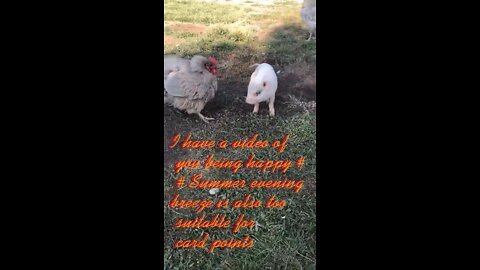 There are cute pet pigs and roosters at home
