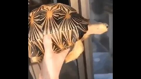 This is Natural They are named Radiated Tortoises