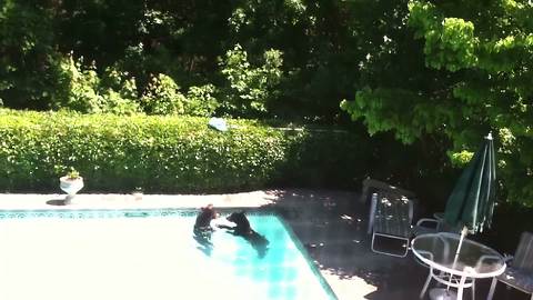 Bear Cubs Enjoy A Day At The Pool