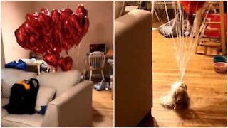 Cane trasporta decine di palloncini a forma di cuore