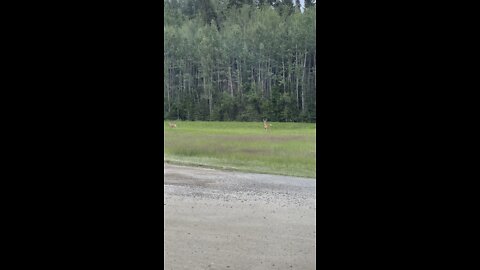 I encountered deers in the national park of Prince Albert