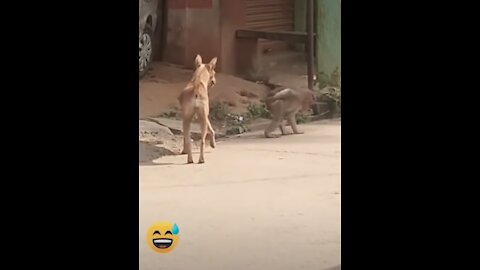 Super Funny Animal Video that Will Make You LOL | Keep Laughing | Do Share & Subscribe