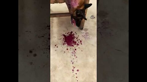 Extreme Pet Dog Death Reaction.! 😱 Is it Prank? fun