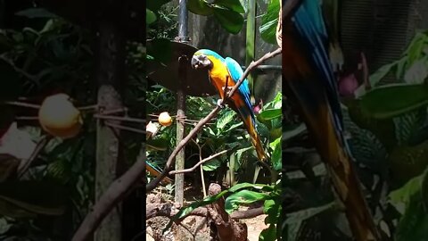 Macaws Parrots eating fruit.