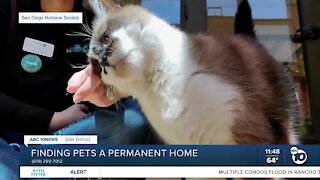 Pet of the Week: Kitty