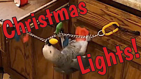 Acrobatic parrot decorates for the holidays