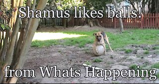 Shamus likes Balls!