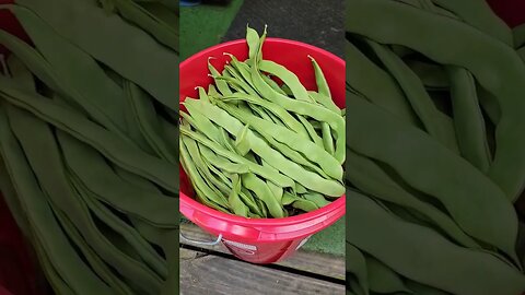 I'm getting overloaded with pole beans! #beans #gardening