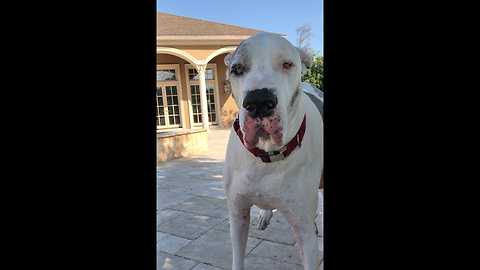 Funny Great Dane Itch Scratching Foot Dance