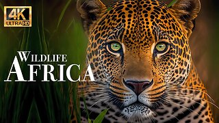 Дикая природа Африки 4K - Замечательный фильм о дикой природе с успокаивающей музыкой