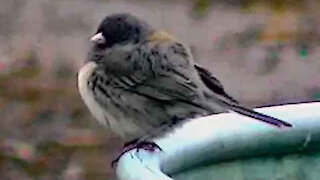 IECV NV #186 - 👀 Young Dark Eyed Junco Standing On The Edge🐤 2-11-2016
