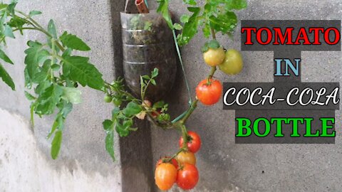 Tomato in Coca-Cola bottle || how to grow tomato in Coca-Cola bottle || tomato planting