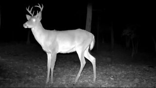 A nice buck gives a perfect pose for the camera