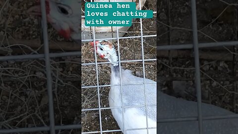 Hand raised guinea fowl hen loves owner ❤️