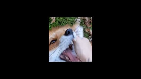 Funny Fox Laugh