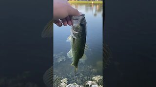 Dink Largemouth Bass