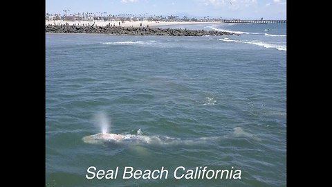 Drone Captures Gray Whales Leisurely Swimming Close To Shore