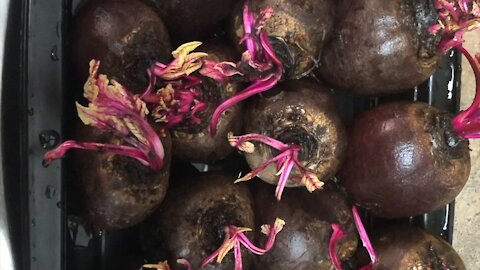 Amazing red Colors beets leaves growing through days