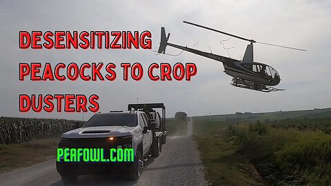 Desensitizing Peacocks To Crop Dusters, Peacock Minute, peafowl.com