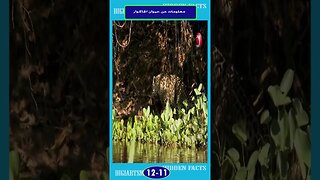 معلومات هن حيوان الجاكور 11 12